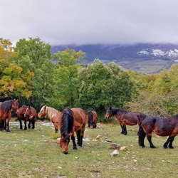 19-11-17 Kontrasta-San Vicente de Arana